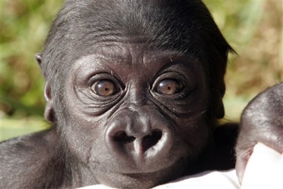 This undated photo from the San Francisco Zoo shows Hasani, a Western Lowland Gorilla, featured in the book "ZooBorns!". The ZooBorns website gets about a million hits a month.